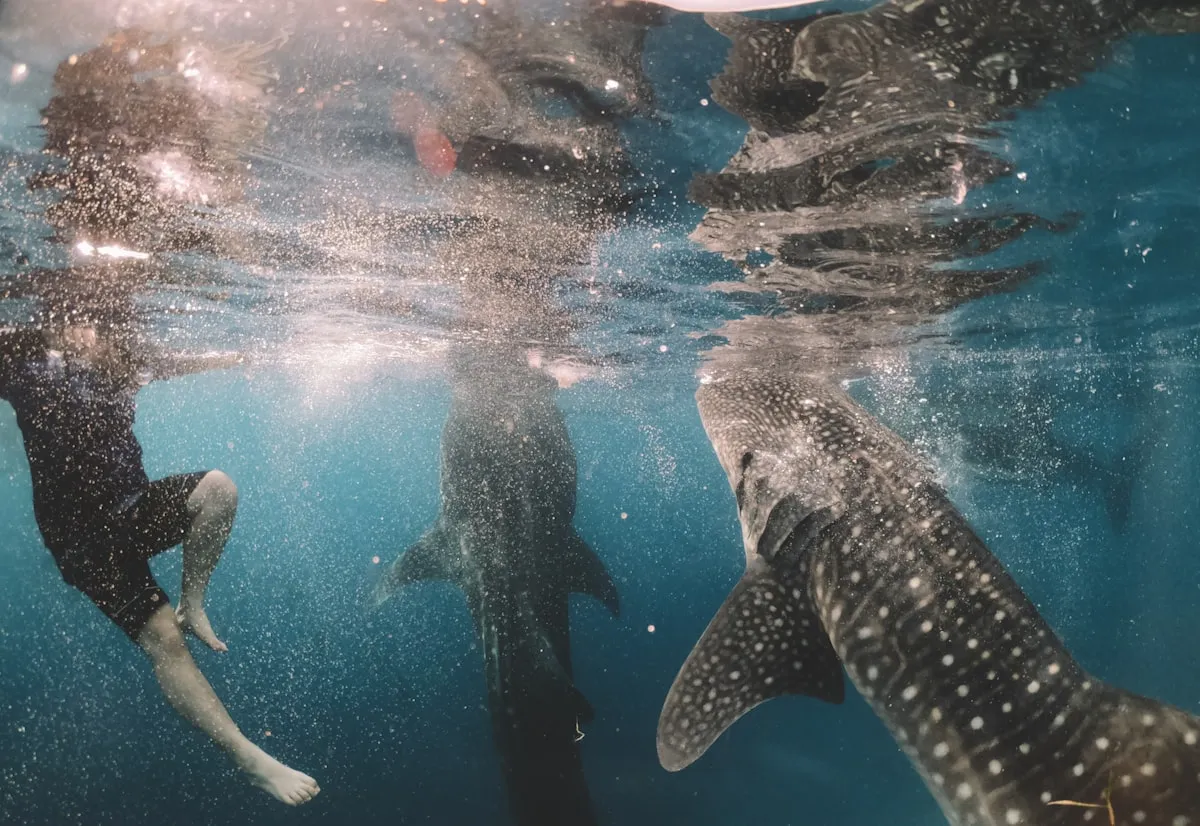 Donsol Whale Shark Tour: The Ethical Alternative to Oslob