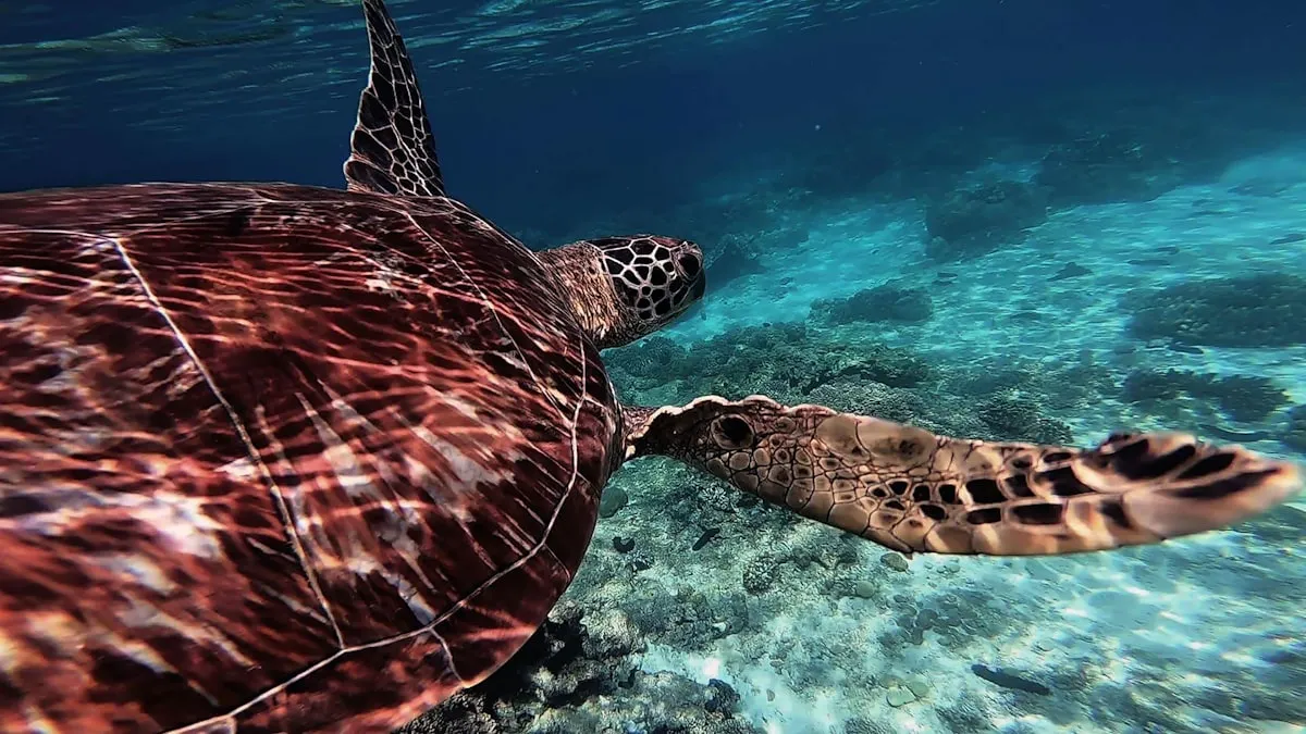 Balicasag Island Scuba Diving & Snorkeling Day Trip