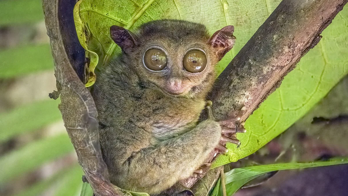 Philippines Biodiversity: Why This Archipelago Is Asias Species Hotspot