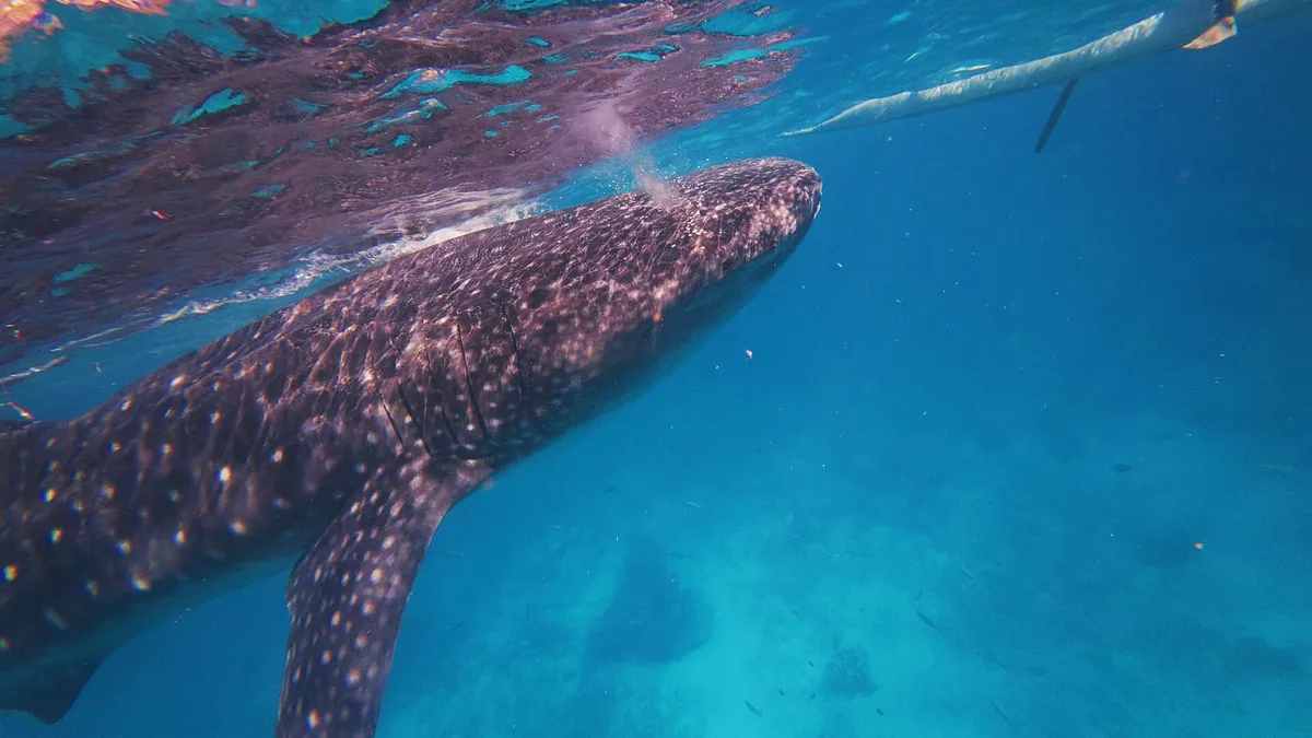 Whale Watching Philippines: Best Spots and Seasons for Every Species