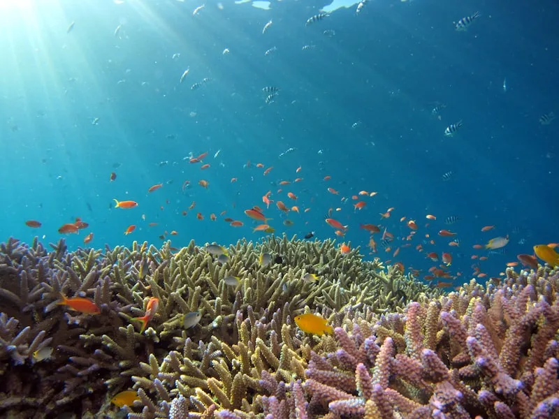 Puerto Galera Wreck & Wall Diving Package