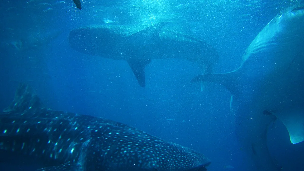 Bicol Whale Shark Watching — Donsol