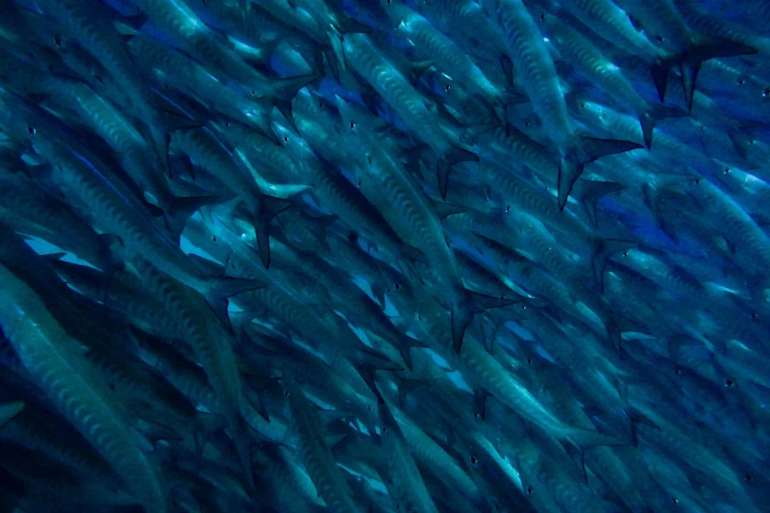 Cebu South Coast Day Trip — Kawasan + Moalboal Sardines + Oslob